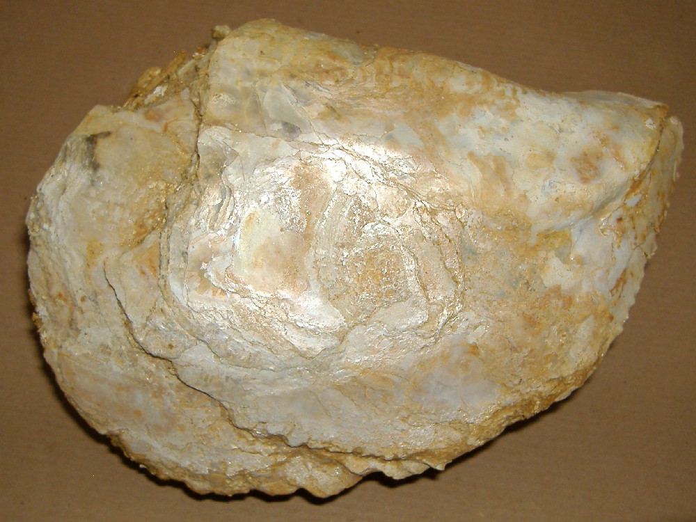 Isognomon maxillatus (Lamarck, 1801 ) - Pliocene - Asti